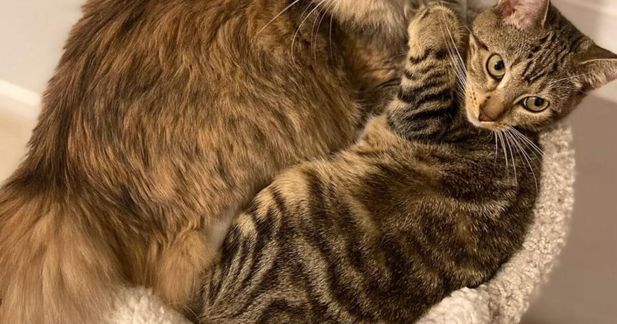 Two Indoor Cats for Free in Chula Vista, CA For Sale & Free — Nextdoor