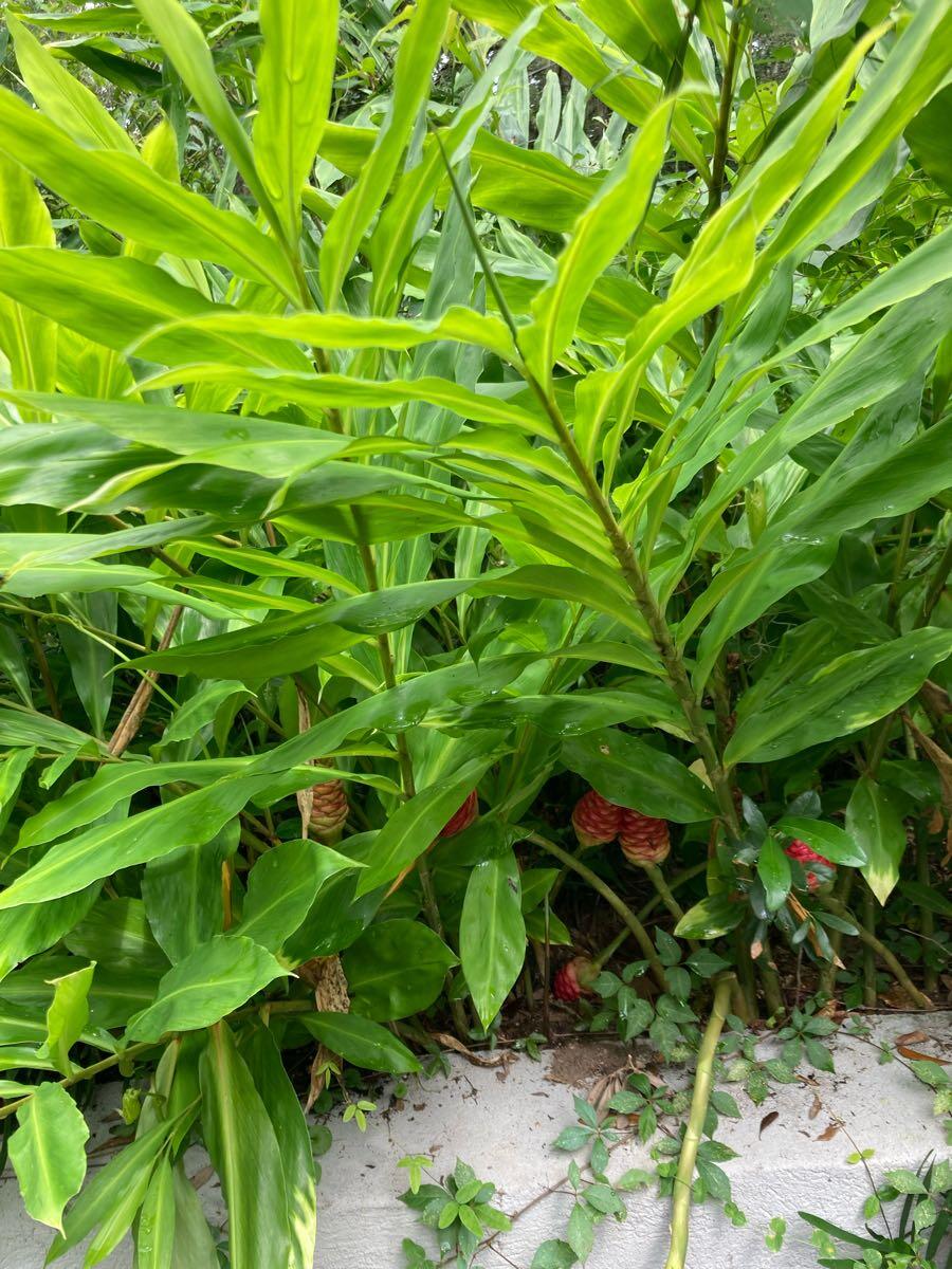Free red pine cone ginger rhizomes in Tallahassee, FL For Sale & Free — Nextdoor