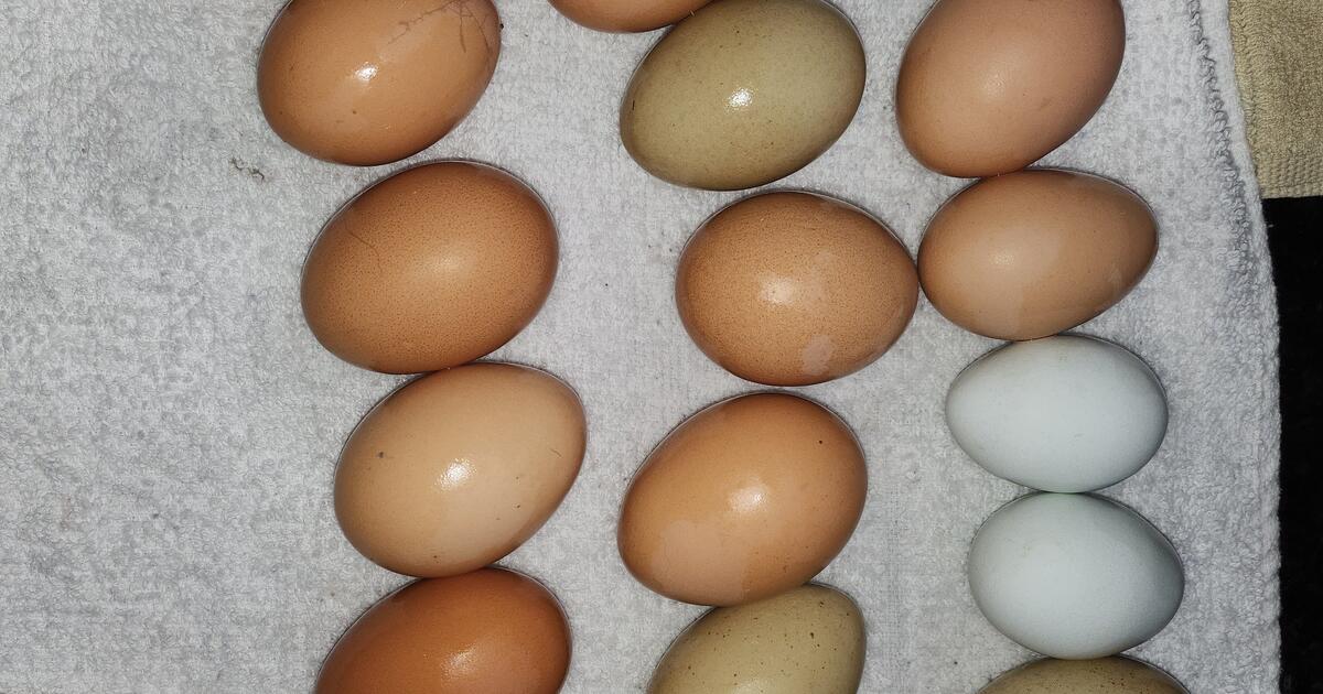 FARM FRESH EGGS!!!! for 4 in Maryland Heights, MO For Sale & Free