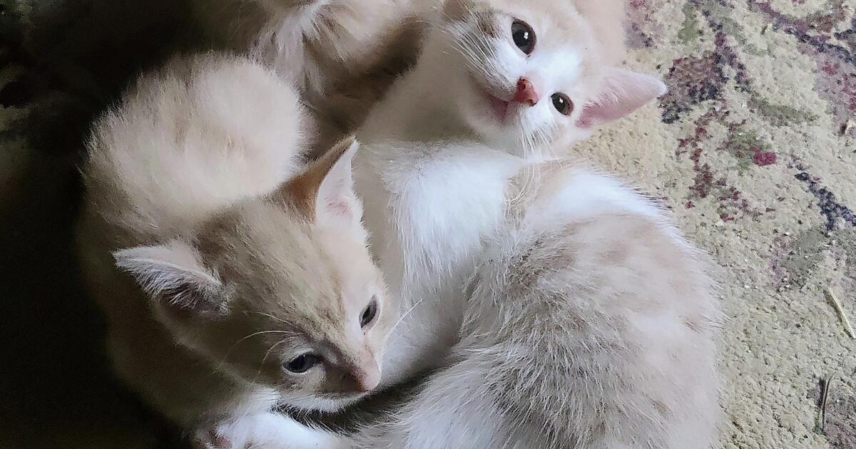 Free Kittens UPDATE 1 left for Free in Jonesboro, GA Finds — Nextdoor