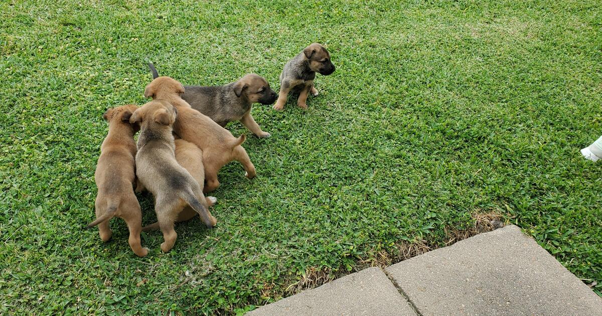 Puppies for free in baytown tx finds nextdoor