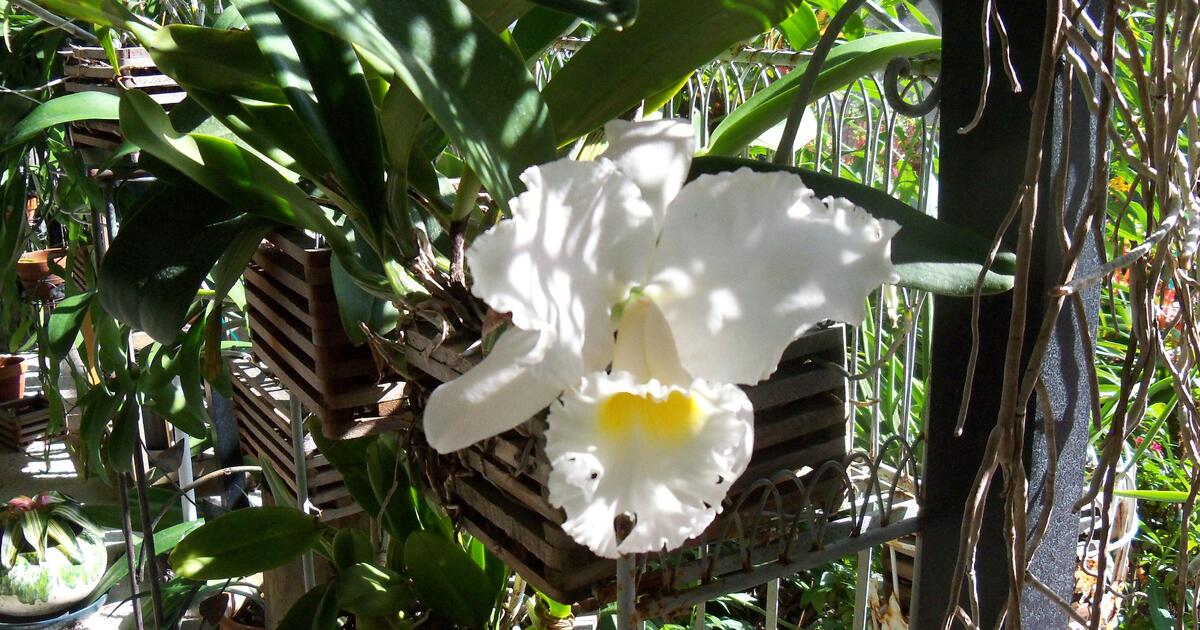 Queen size, extra , extra firm mattress and box spring for Free in