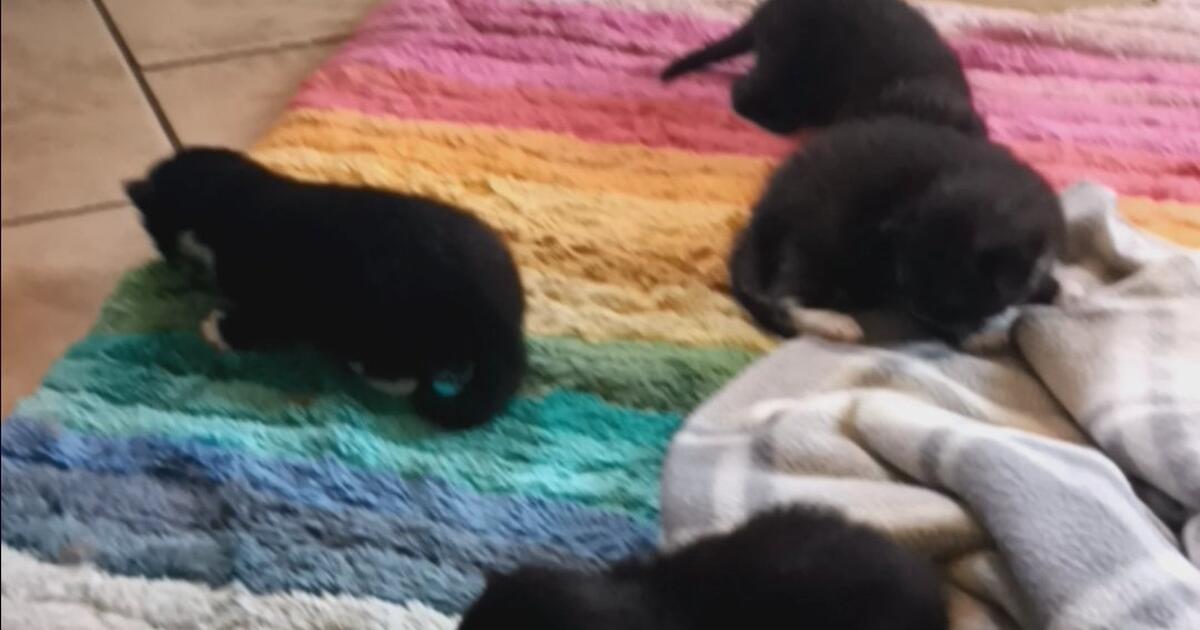 KittensRehoming for Free in Roanoke, VA For Sale & Free — Nextdoor