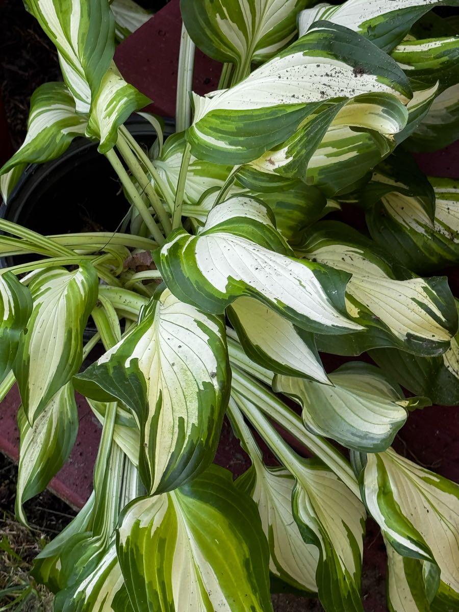Hosta Plants for Free in Virginia Beach, VA | For Sale & Free — Nextdoor