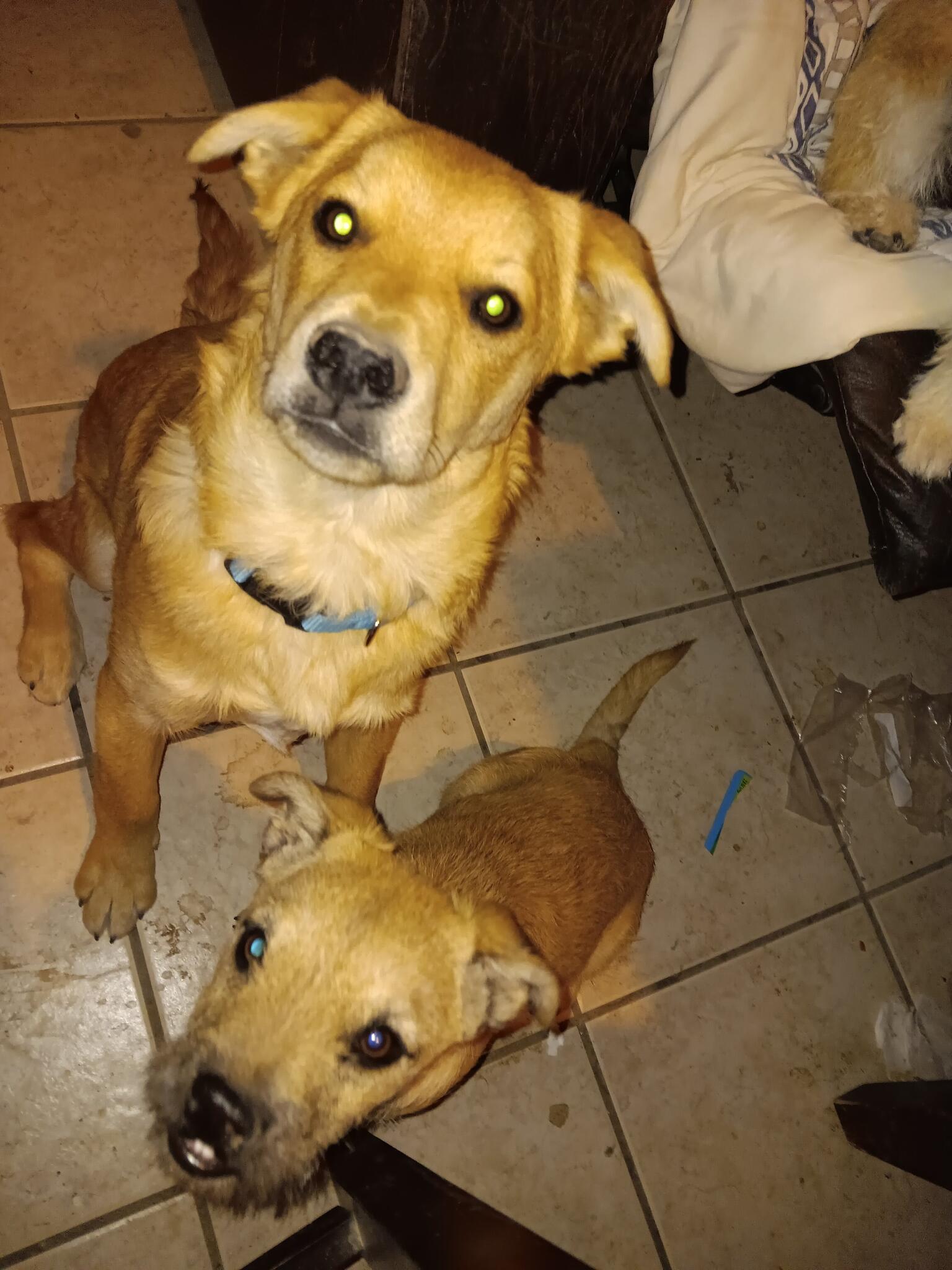 Puppies For Sale El Paso Craigslist - 8ldfuiw