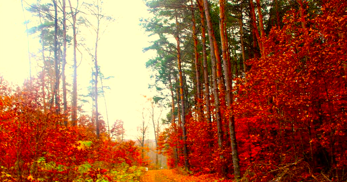 FOR SALE VACANT LAND CURTISVILLE, MICHIGAN for 34499 in Otisville, MI