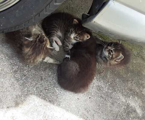 Converse animal shelter sales inc