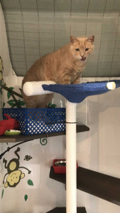 Kitten around online cat boarding