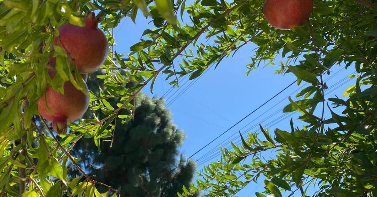 Organic home grown pomegranate i would love to do a swap let me know
