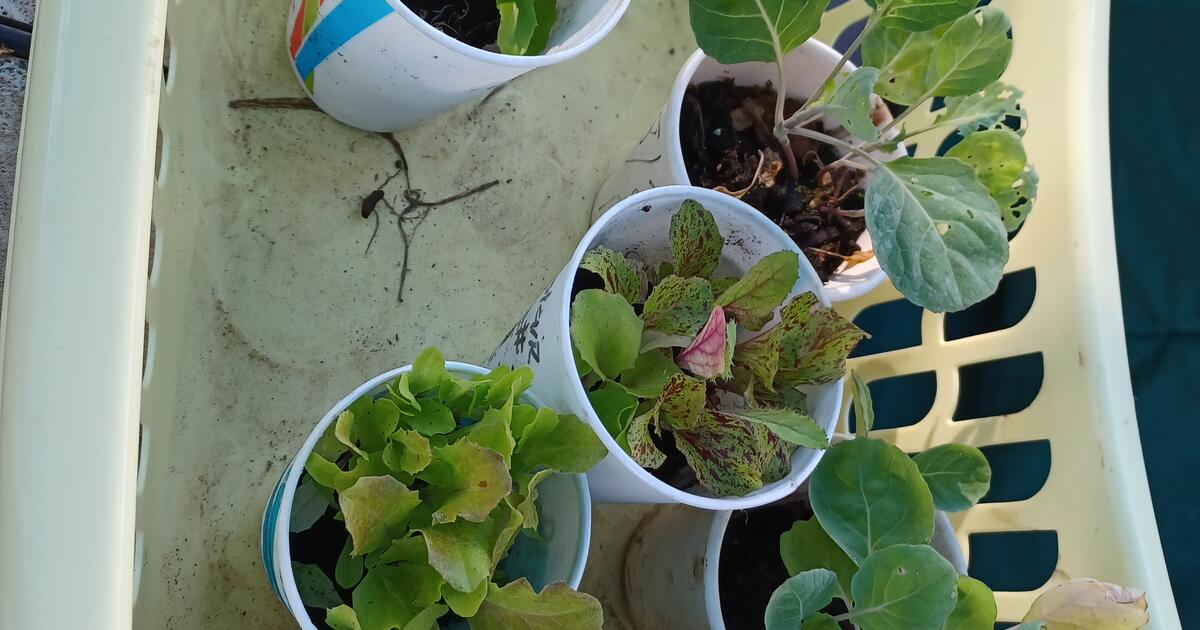 Spring Mix Lettuce and Brussel Sprouts for Free in Hilliard, OH For