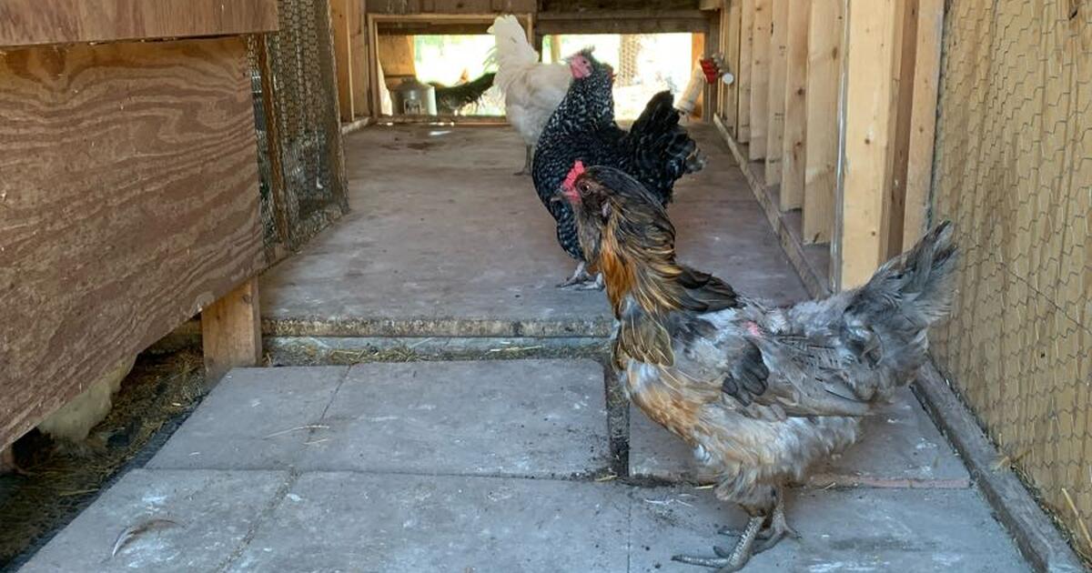 Chickens for Free in Oak Creek, WI Finds — Nextdoor