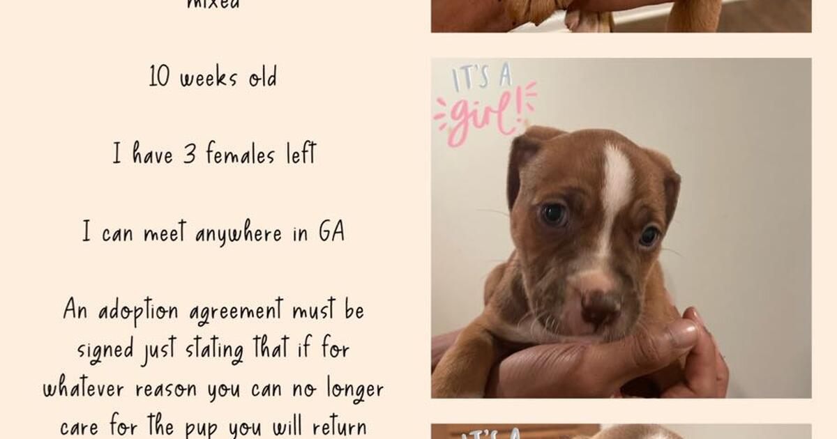 Puppies for Free in Smyrna, GA For Sale & Free — Nextdoor