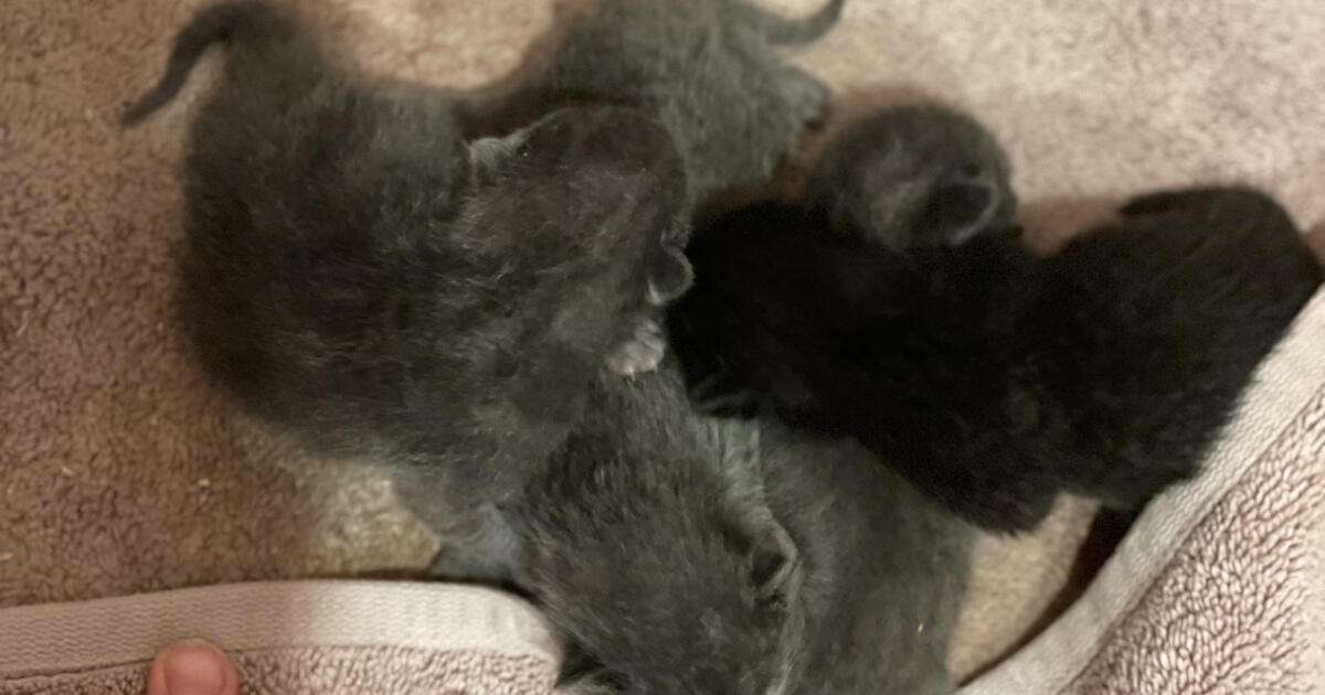 Kittens for Free in Spokane, WA Finds — Nextdoor