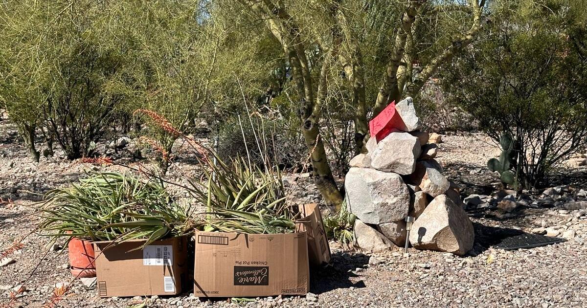 aloe-vera-plants-for-free-in-tucson-az-for-sale-free-nextdoor