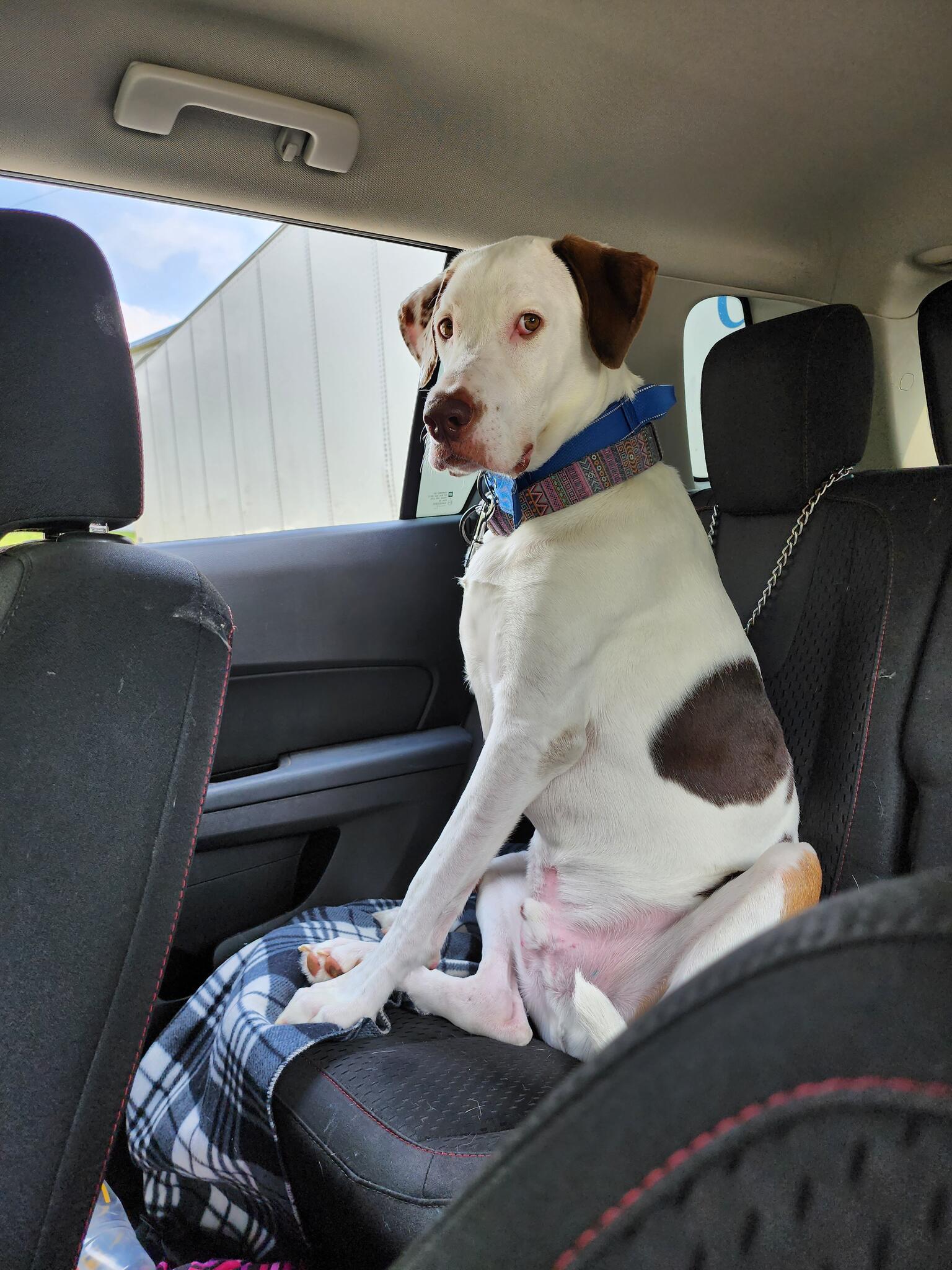 K-9 Taxi Pet Sitting - Gastonia, NC - Nextdoor