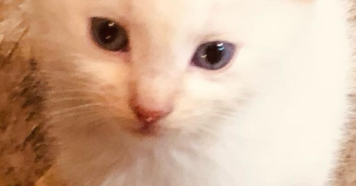 Beautiful white baby kittens for Free in Frederick, CO For Sale