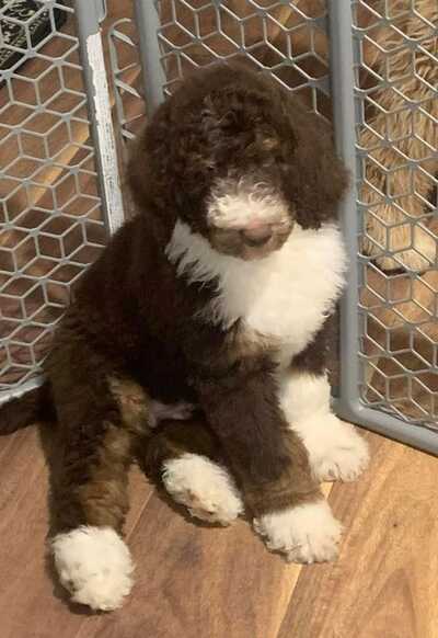 Clippendales pet cheap grooming