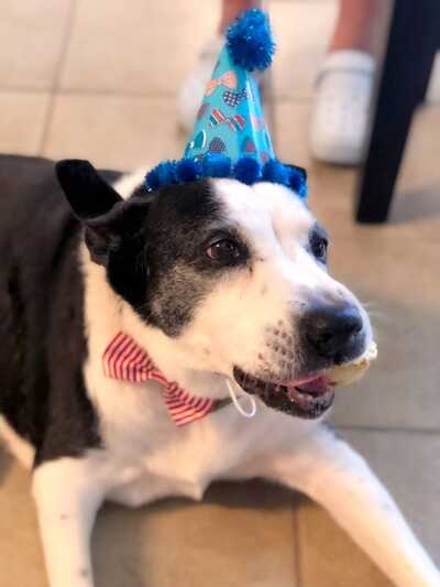 249 animal deals clinic