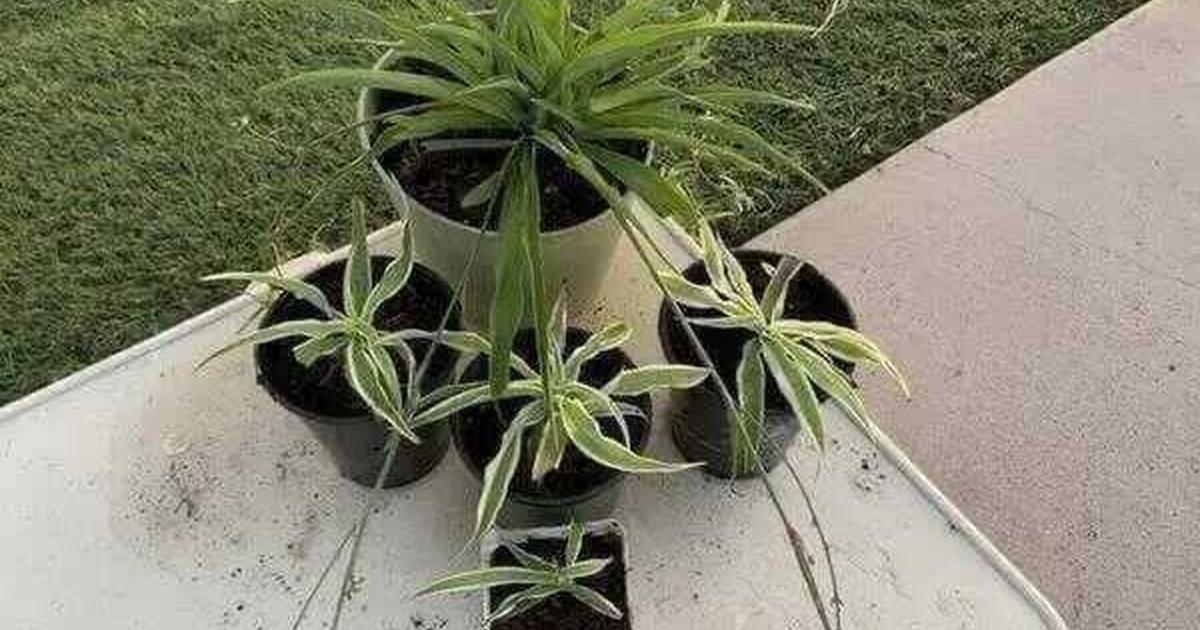Three sizes of spider plants for sale 3 5 10 for 10 in fort worth
