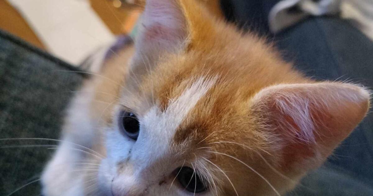 Free Kittens for Free in Lakeland, FL For Sale & Free — Nextdoor