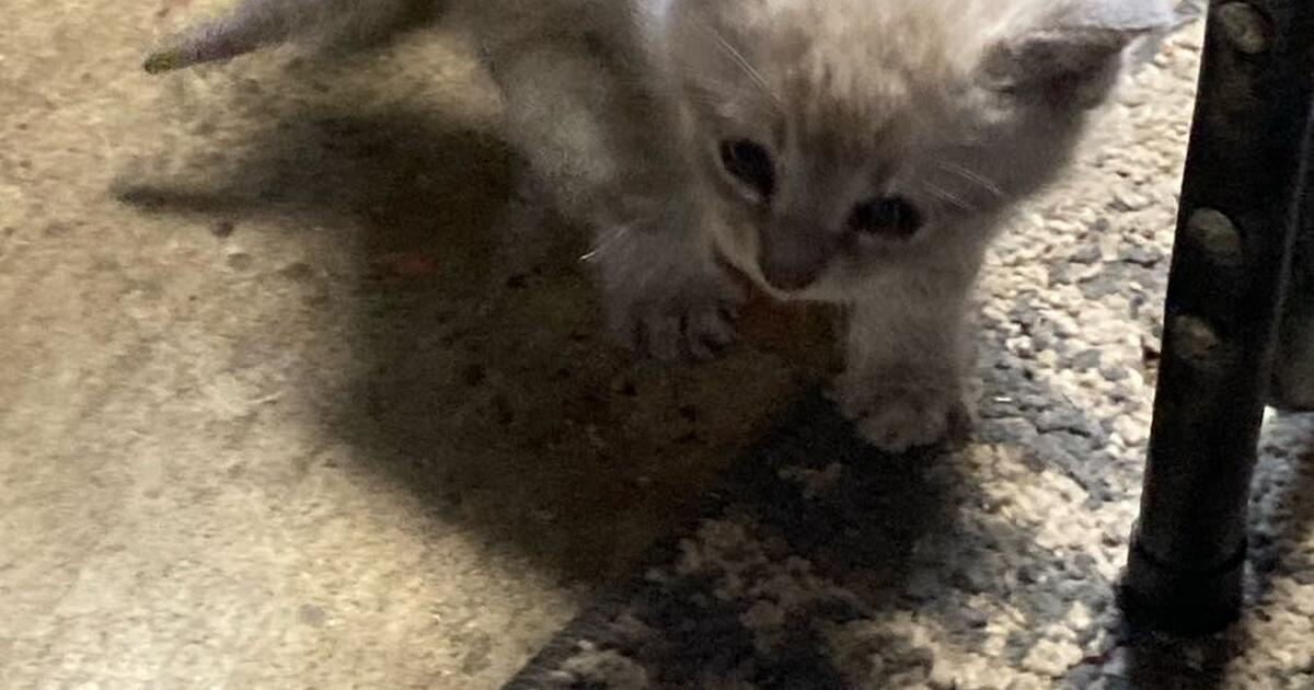 Free kittens TO GOOD HOME. Inside kittens for Free in Columbia, SC