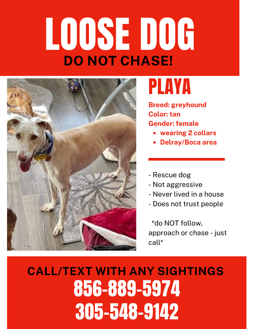 Lost Greyhound (Palm Beach County Sheriff's Office) — Nextdoor — Nextdoor