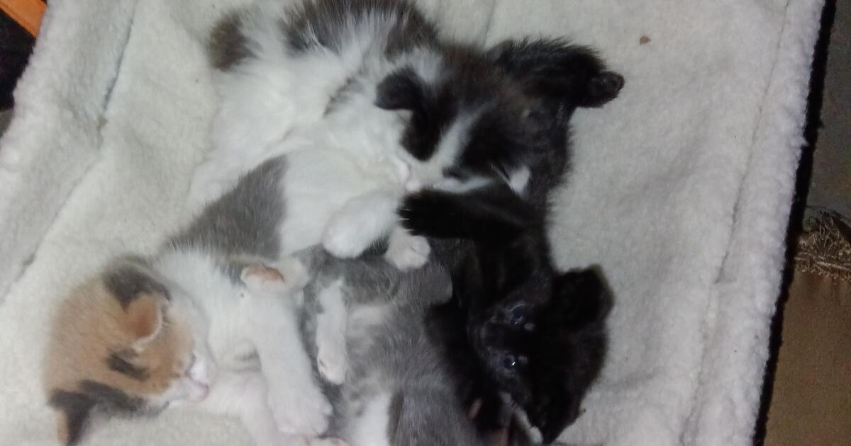 These Adorable Kittens Need A Good Home for Free in Elizabeth, NJ | For