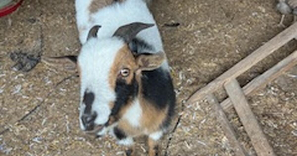 Male and female nubian dwarf goats in assonet ma for sale free