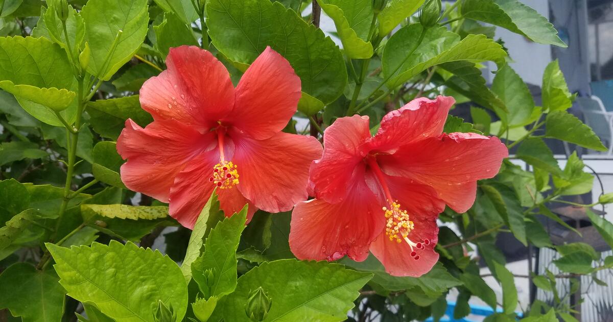 Garage Sale in Palmetto, FL For Sale & Free — Nextdoor