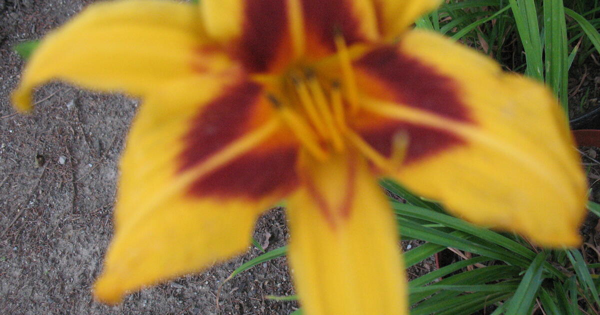 perennial-nursery-closing-down-sale-for-5-in-novelty-oh-for-sale