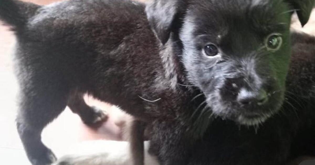 Please help!!! FREE PUPPY DOGS! for Free in Houston, TX Finds — Nextdoor