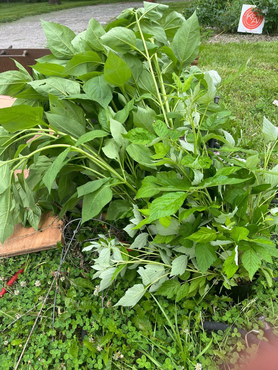 Free Garden Plants