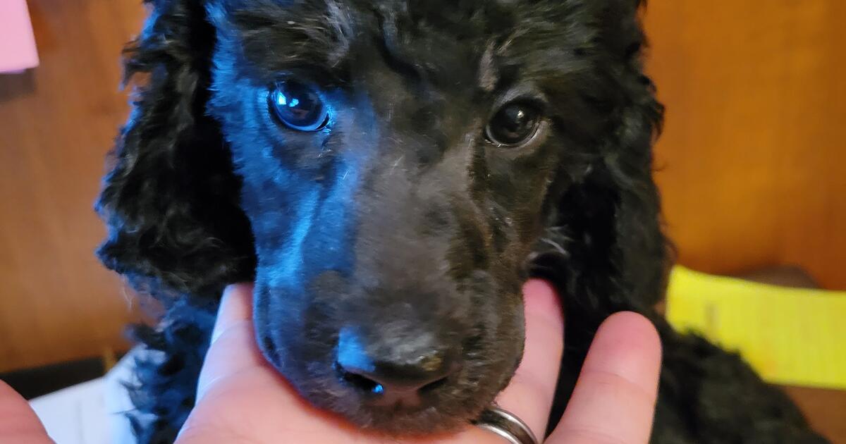 Standard poodle puppies for 1200 in Kansas City, MO Finds — Nextdoor