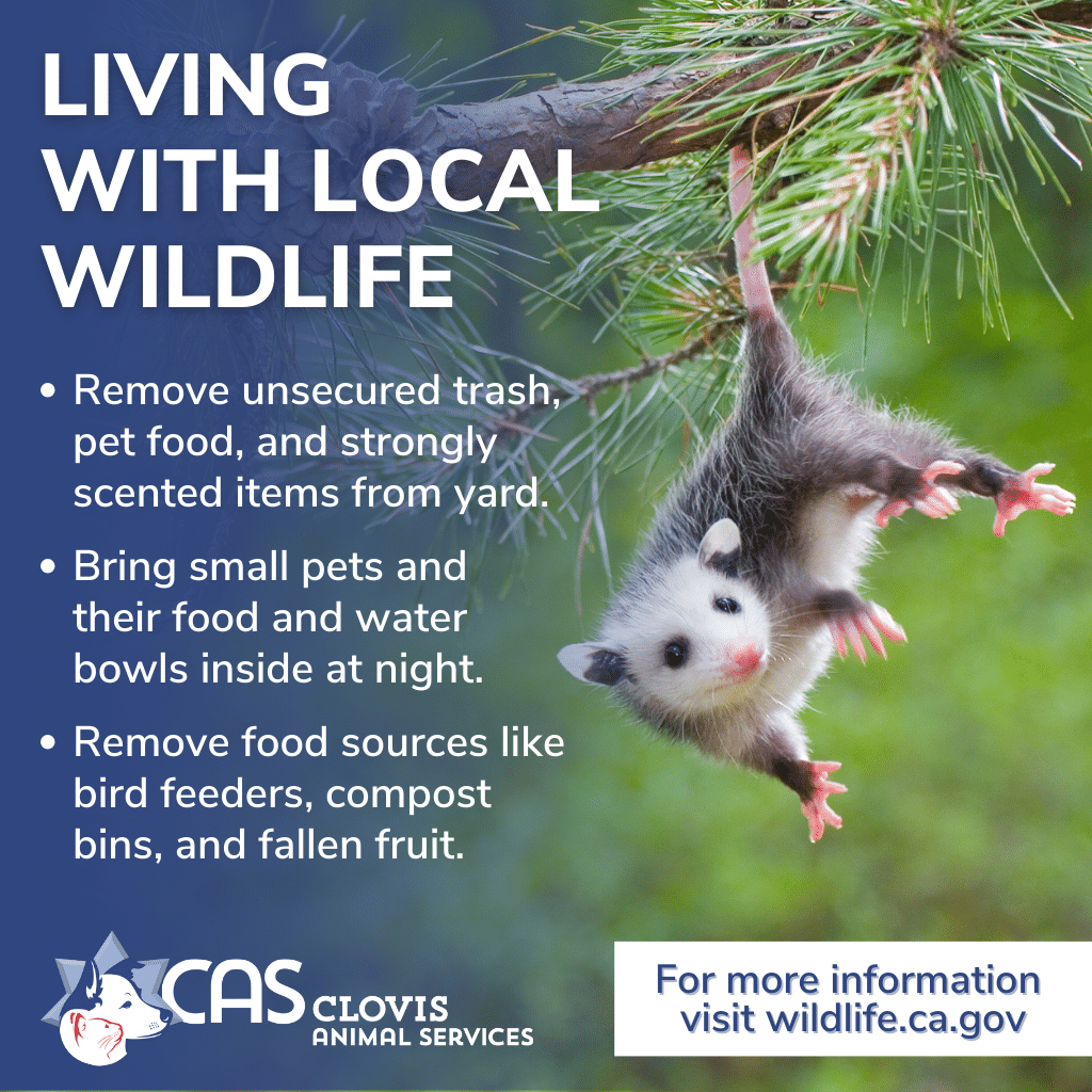 Clovis is home to a wide variety of beautiful local wildlife and we