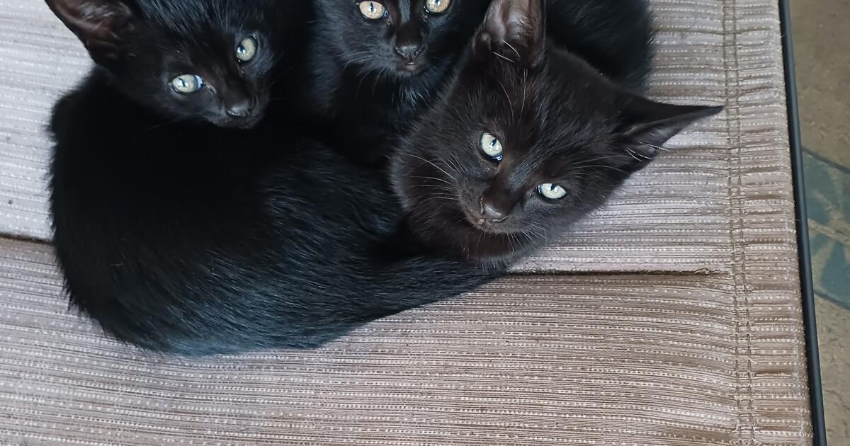 free kittens for Free in Torrance, CA Finds — Nextdoor