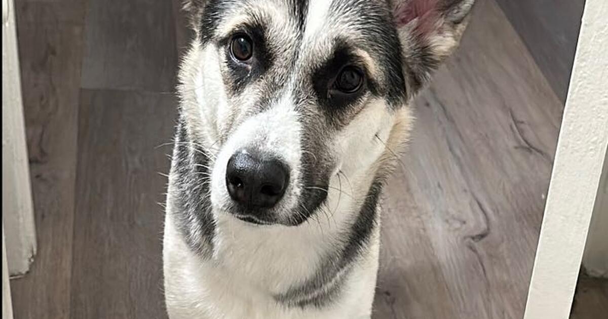 Trying to find a home for our dog for Free in North Hills, CA For Sale & Free — Nextdoor