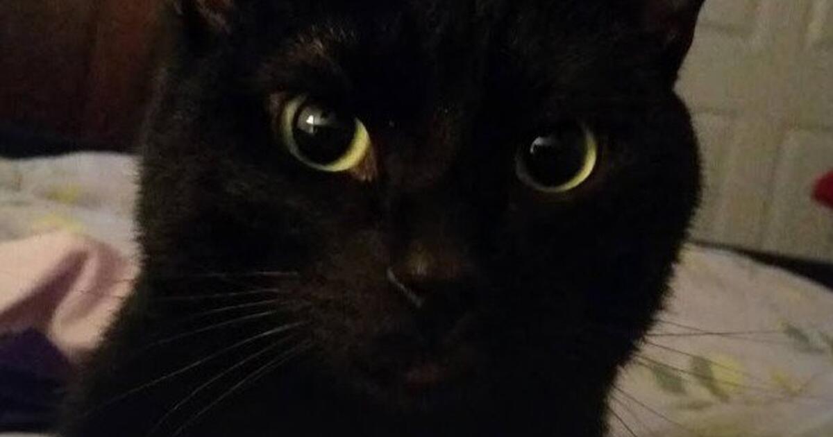 I Need To Rehome My Cat For 30 In Huntsville AL For Sale Free I Need To Rehome My Cat For 30 In Huntsville AL For Sale Free