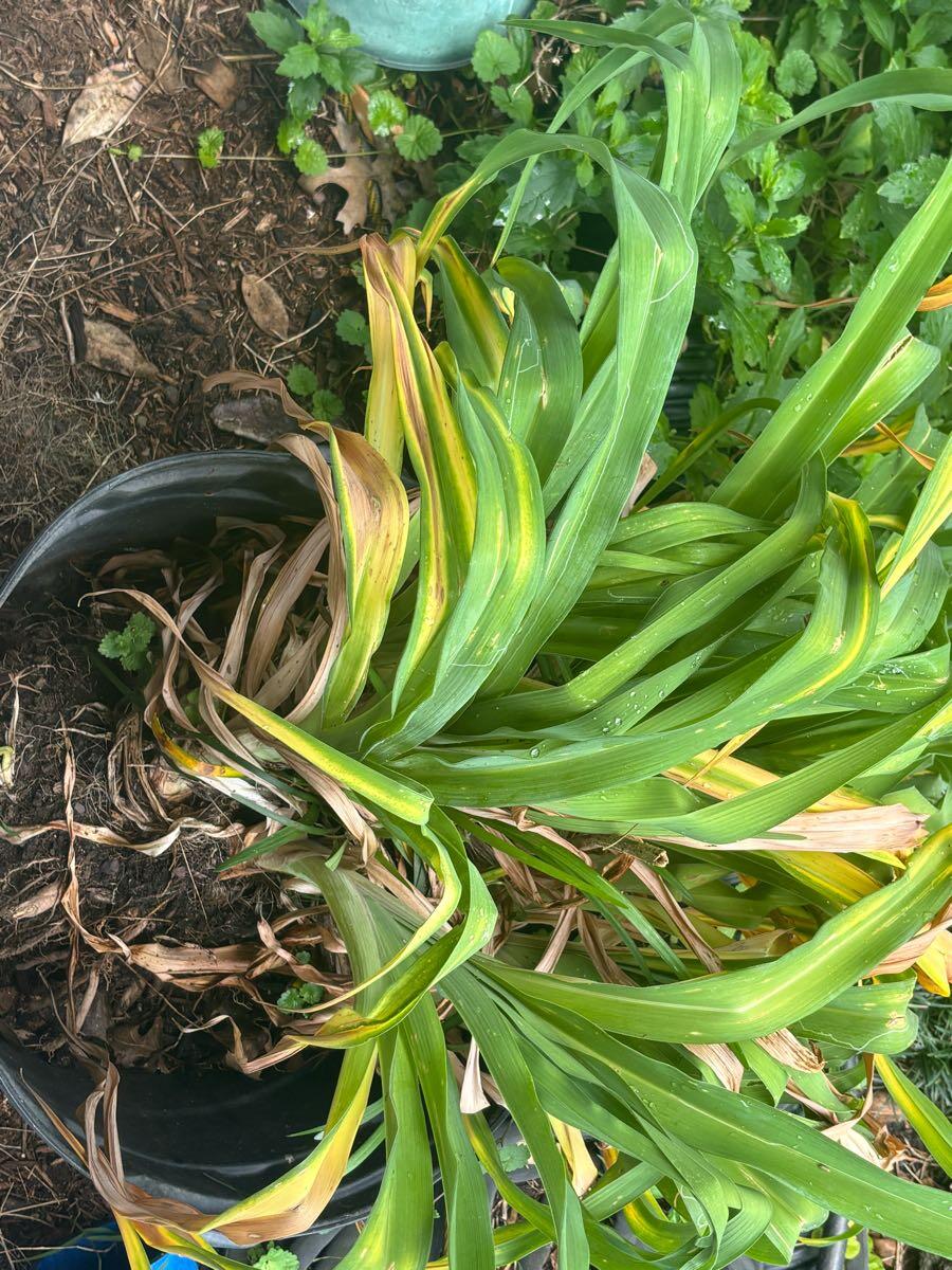 Large clump of ditch lilies