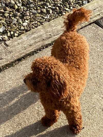 Mohican kennels deals