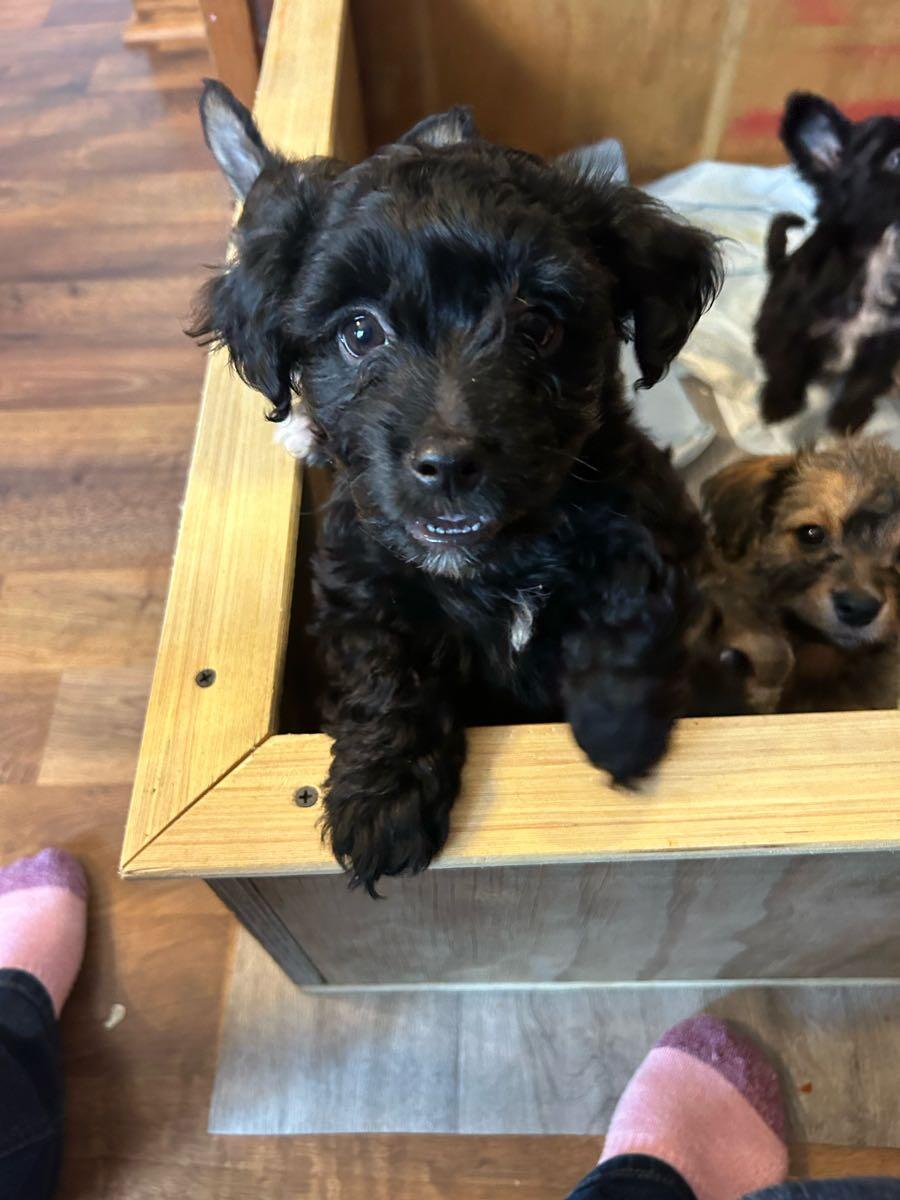 Puppies for 500 in Biglerville, PA For Sale & Free — Nextdoor
