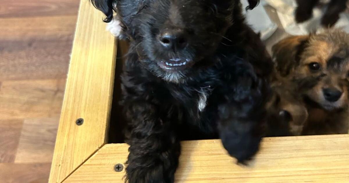 Puppies for 500 in Biglerville, PA For Sale & Free — Nextdoor