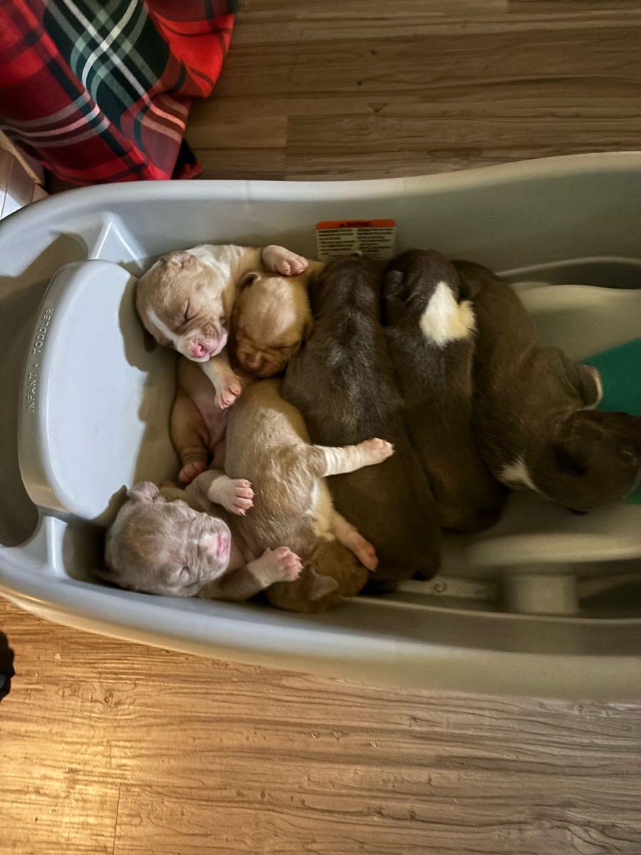 Puppies for Free in West Monroe, LA For Sale & Free — Nextdoor