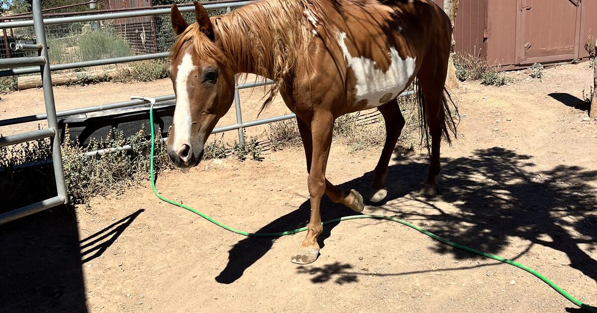 Horses Rehome for 1 in Prescott, AZ Finds — Nextdoor