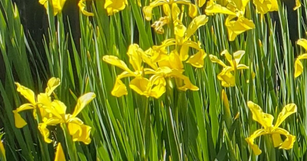 More Yellow Iris Tubers for Free in Fremont, CA | For Sale & Free