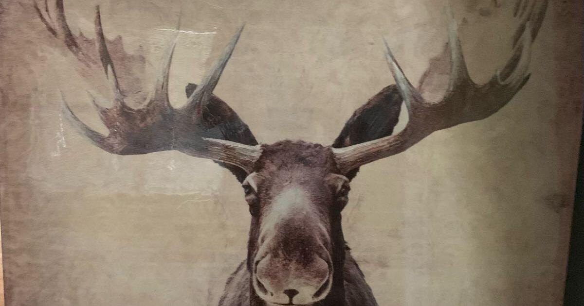 Large moose hanging art - $20 for $20 in Folsom, CA | For Sale & Free ...