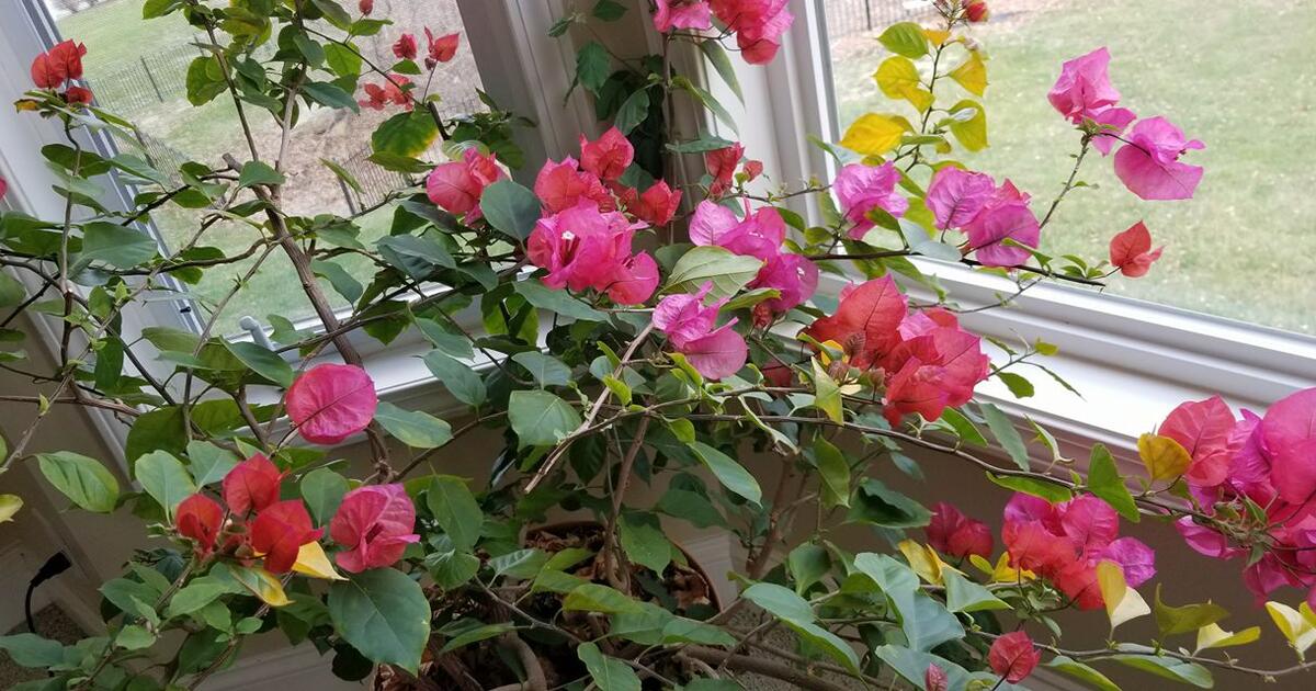 ENTIRE HOUSE MOVING SALE , 7105 NOLAND ROAD, SHAWNEE KS 66216 for Free