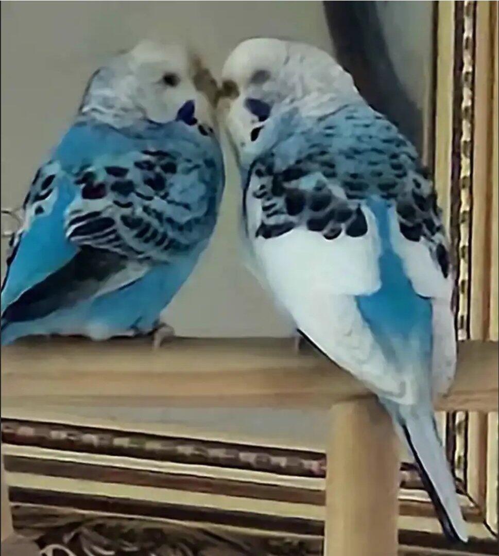 2 bonded Parakeets
