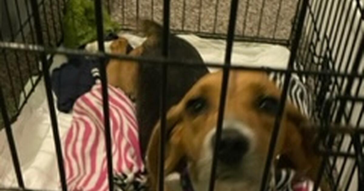 FREE DOG FOOD for Free in Fuquay Varina, NC Finds — Nextdoor