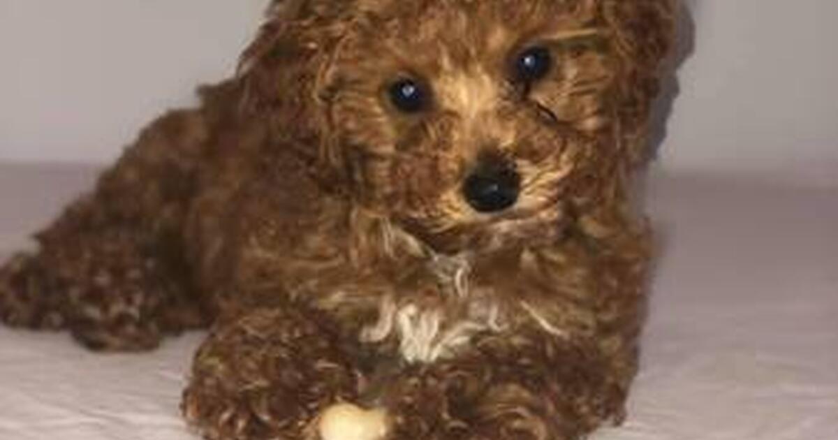 Toy Poodle for Free in Rochester, NY Finds — Nextdoor