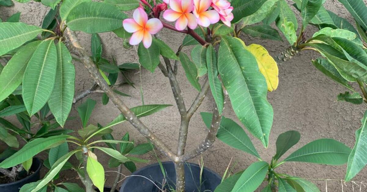 Plumerias for 65 in Thousand Oaks, CA For Sale & Free — Nextdoor